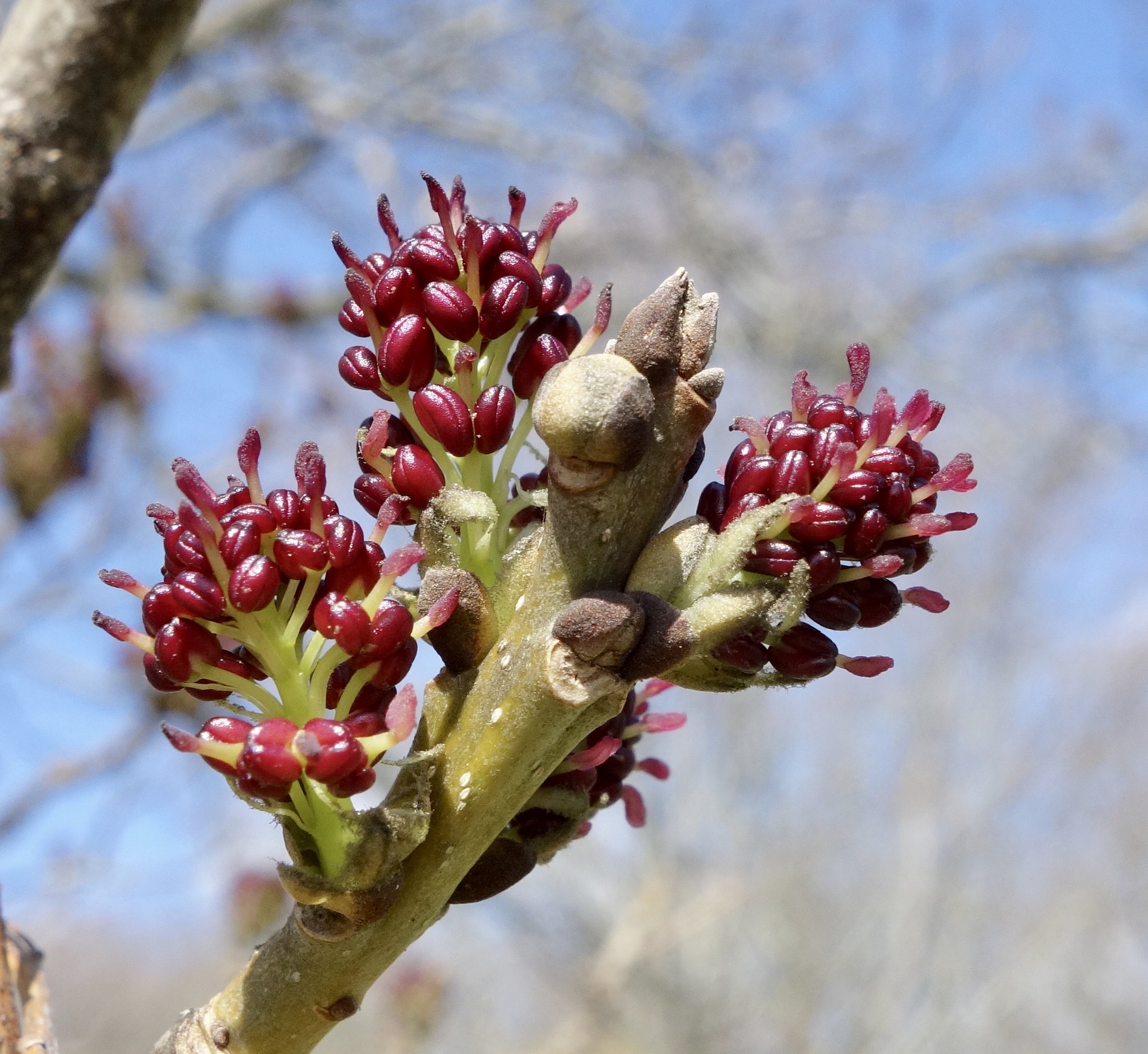 Billions of Buds are Opening
