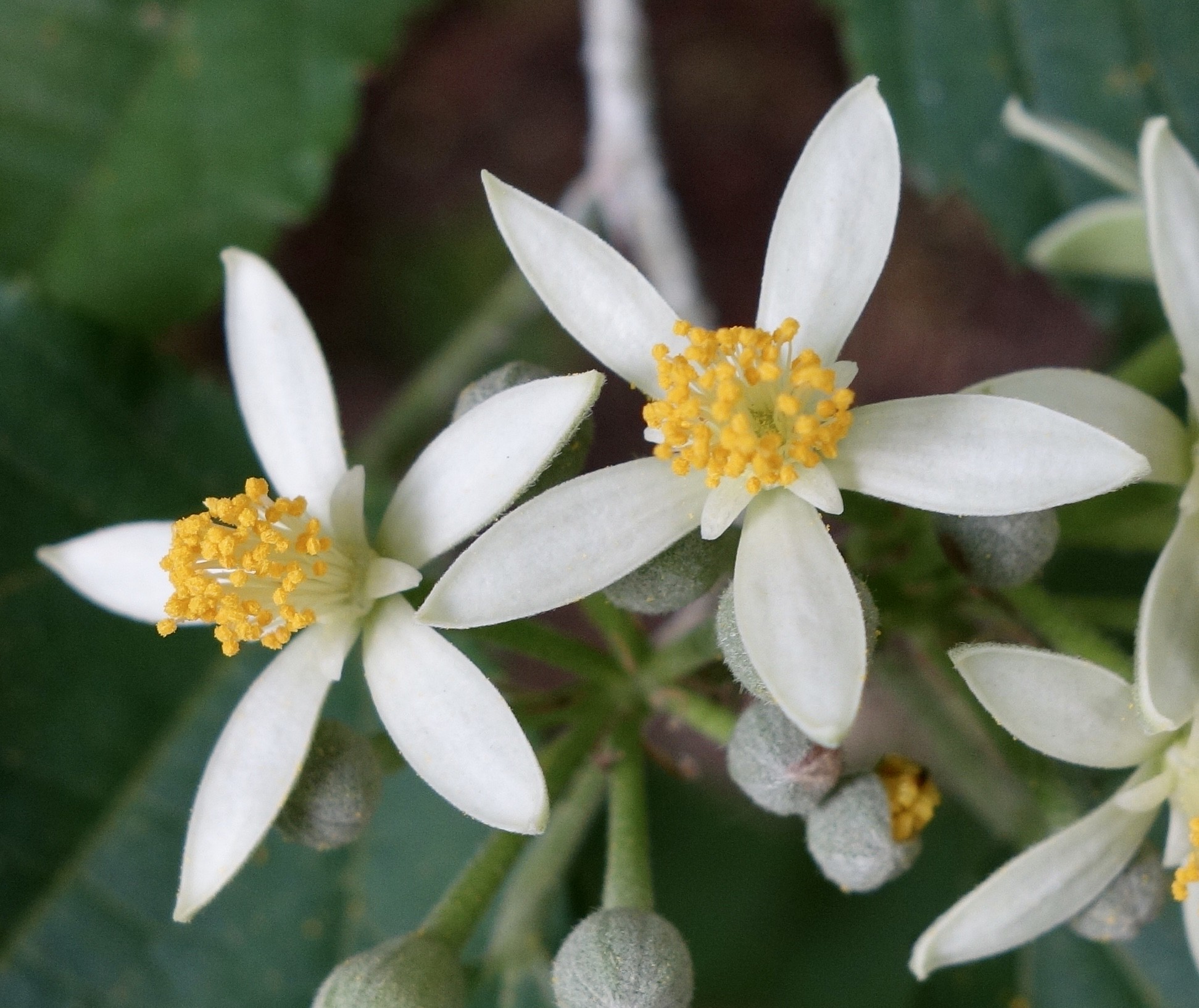 My Favorite Flower (This Week)