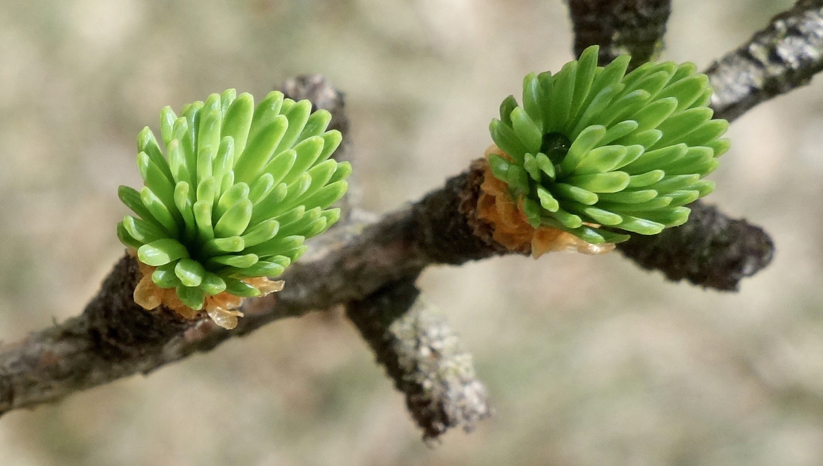 Close-up of two small, fresh green pine buds growing on a brown branch, with a blurred background.