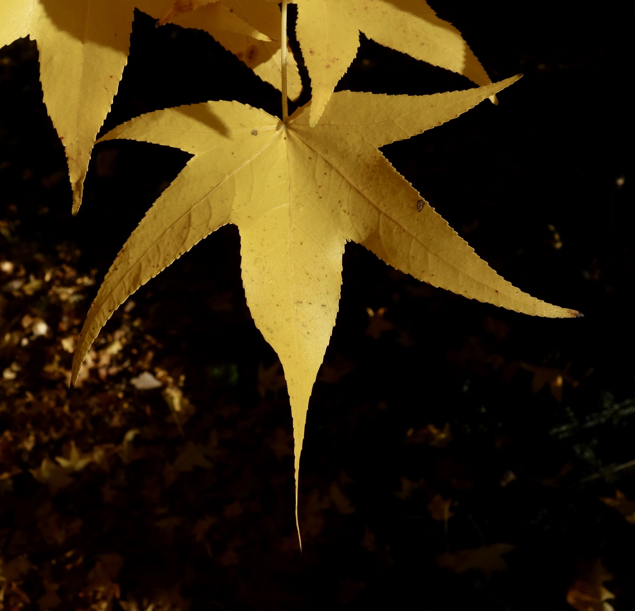 Liquidambar styraciflua 370-50-A leaf by Ned Friedman