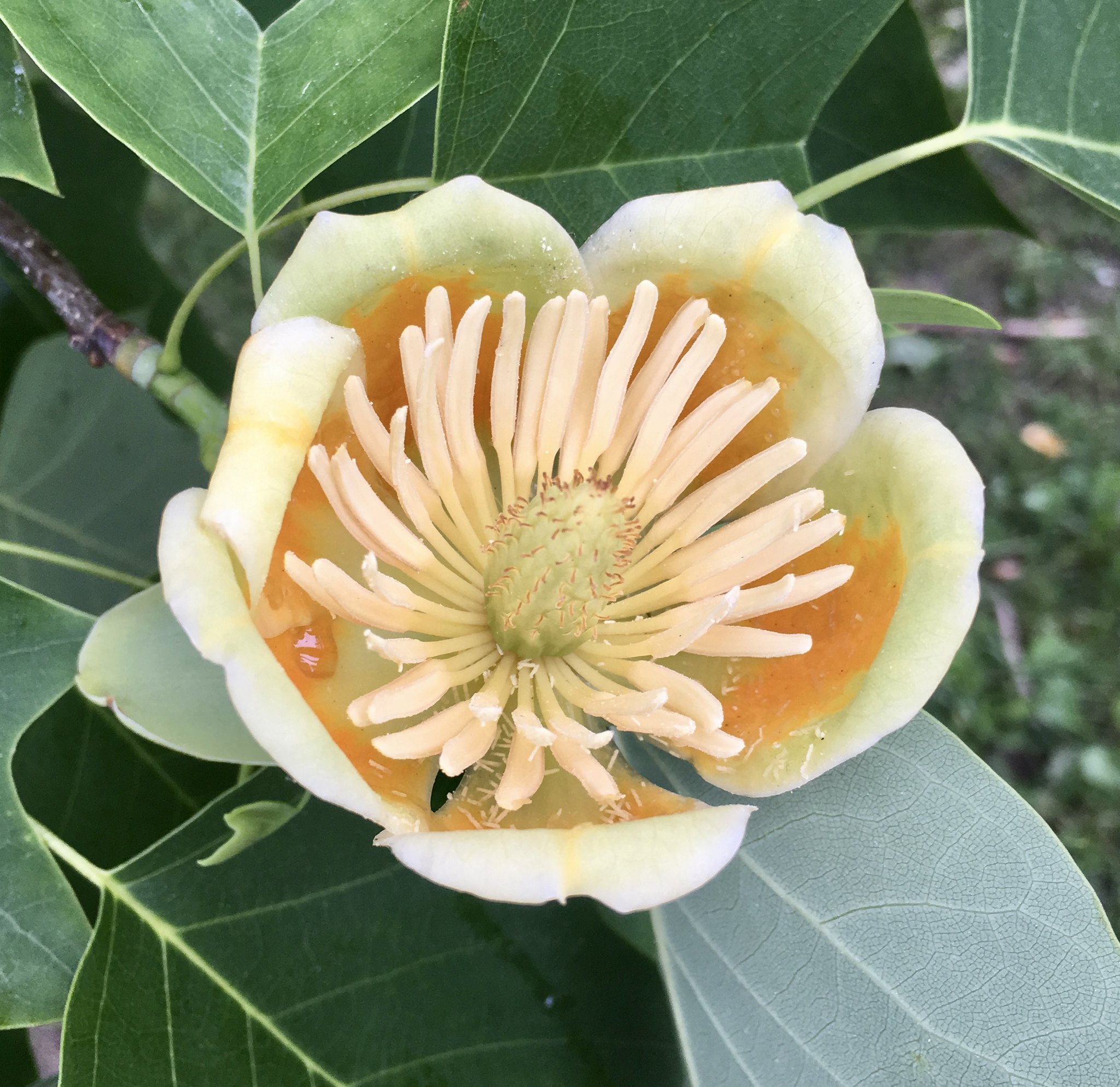 Liriodendron tulipifera x chinense 147-2000-A Flower