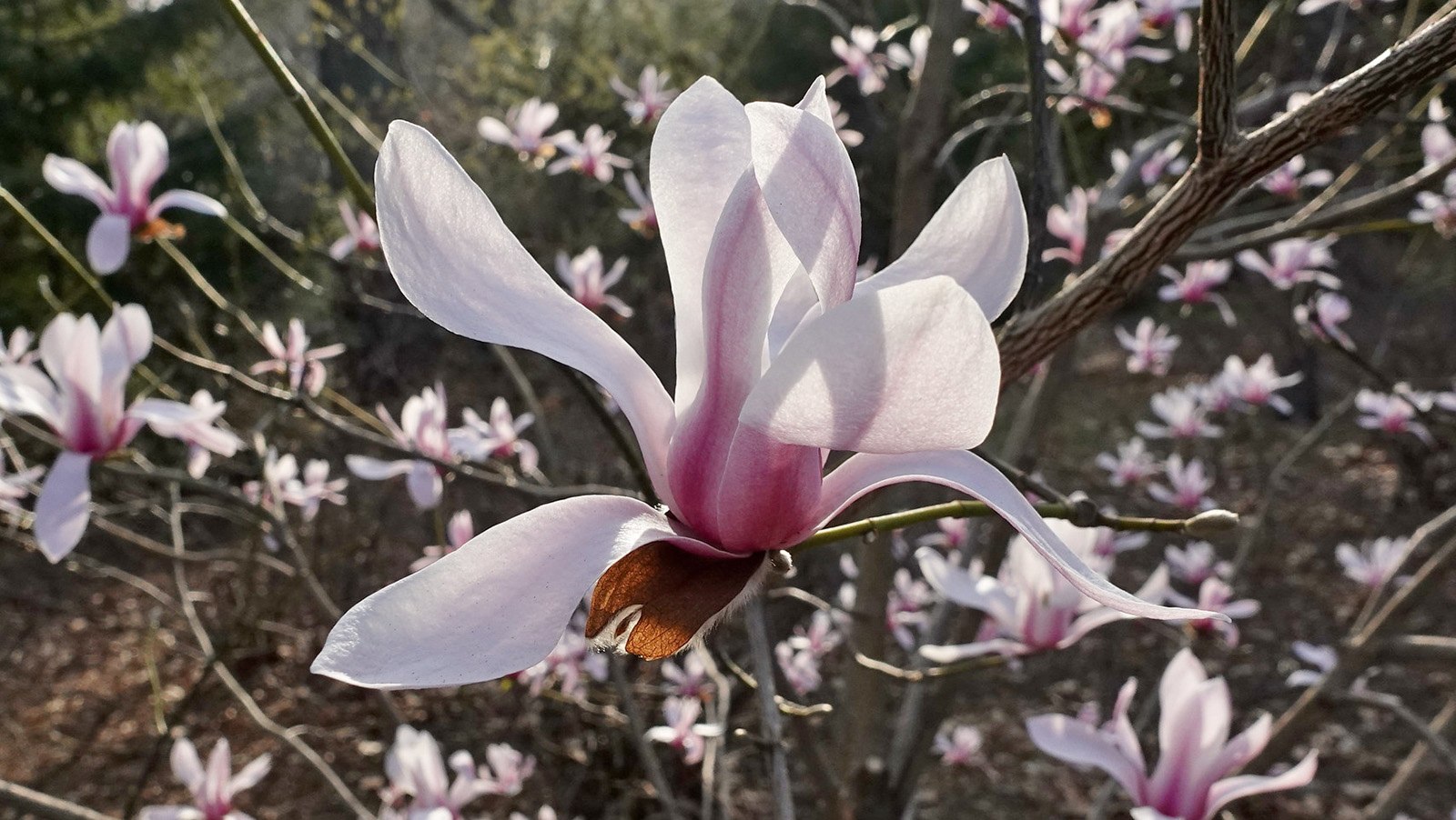Close-up of a blooming magnolia flower with large pale pink and white petals, surrounded by several similar flowers and branches against a blurred natural background.