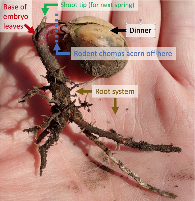 mountain chestnut oak acorn that has germinated