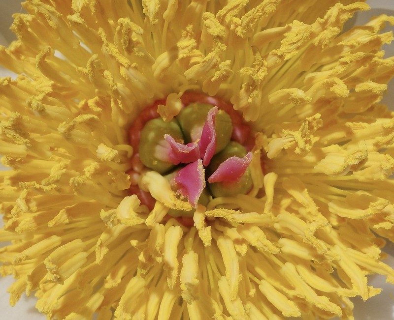 Wrap-up on Spring Flowering at the Arnold Arboretum