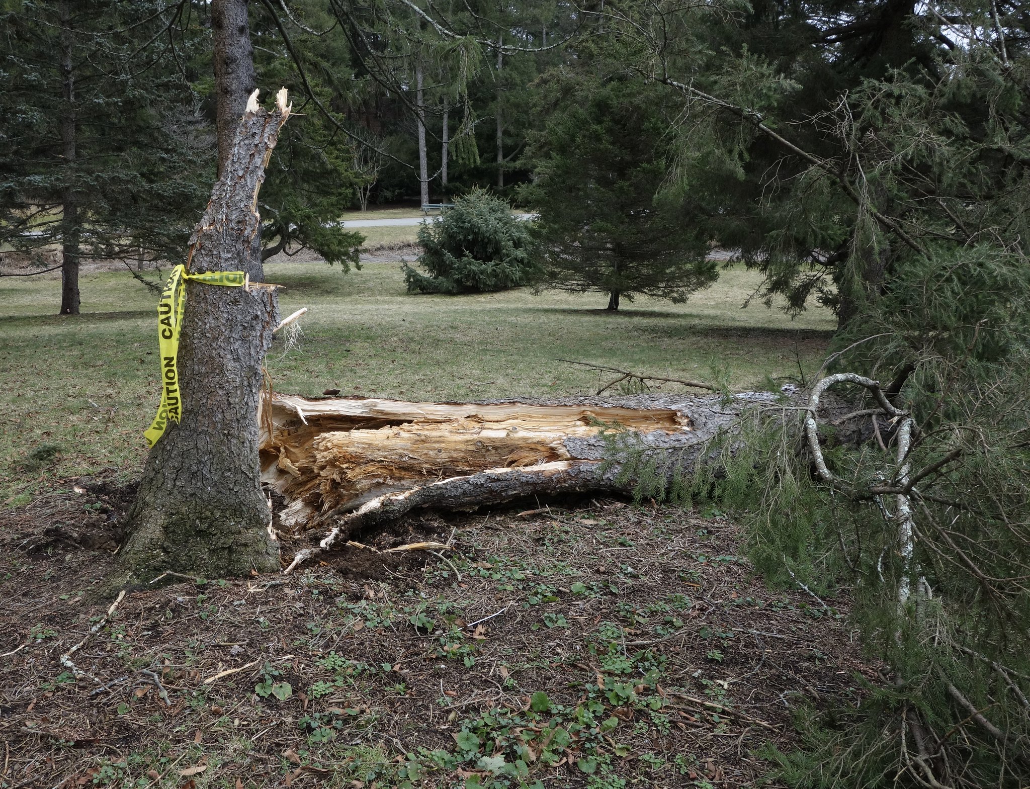 Felled by the Wind