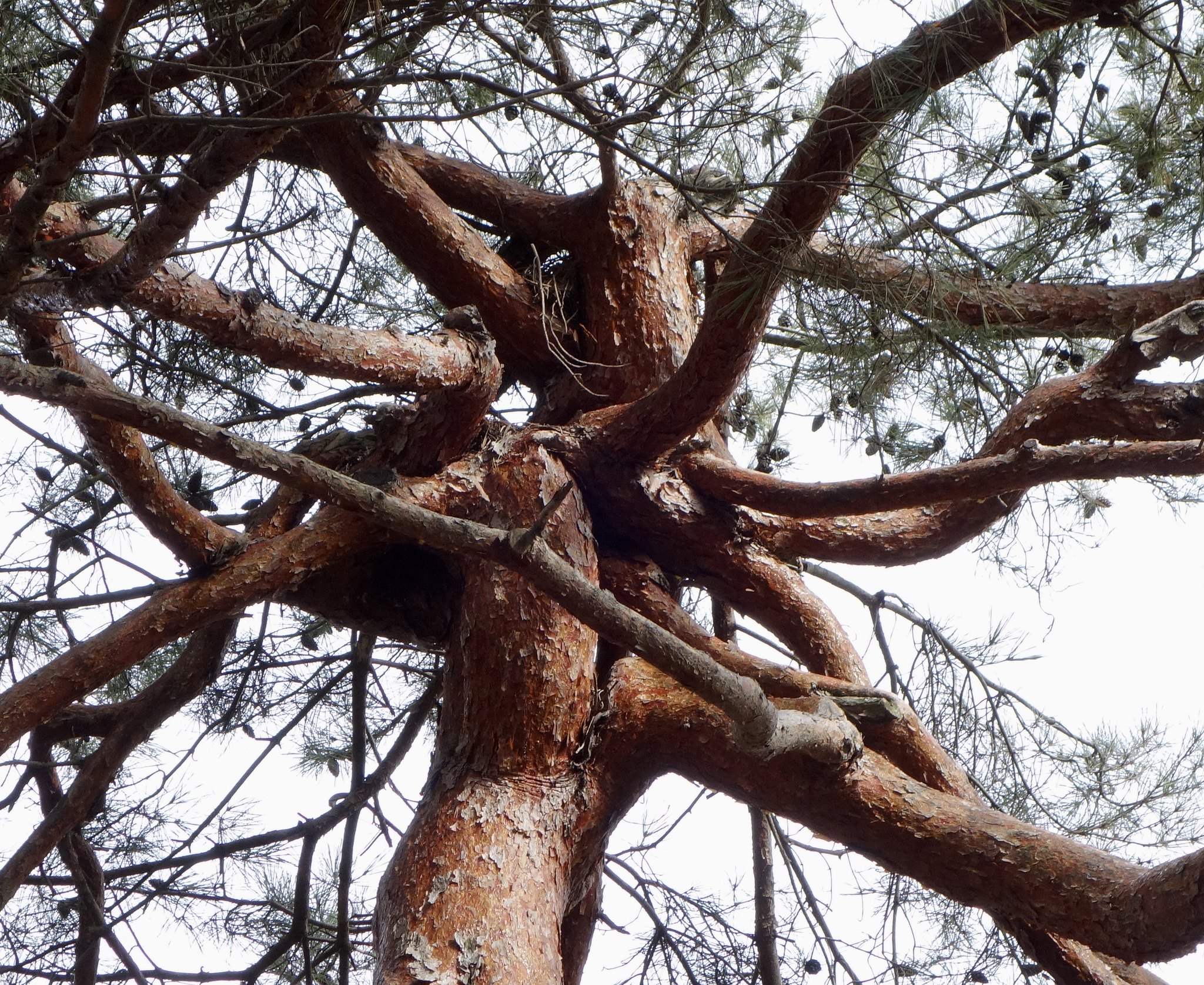 A Tangled Tree