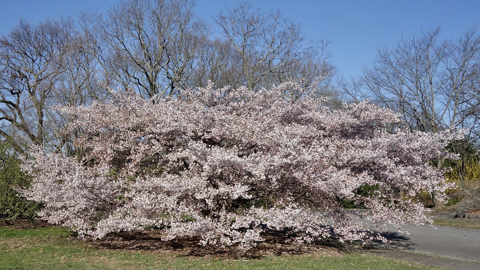 Prunus 'Karl Sax' cultivar of hybrid cherry 57-2000-A by Ned Friedman