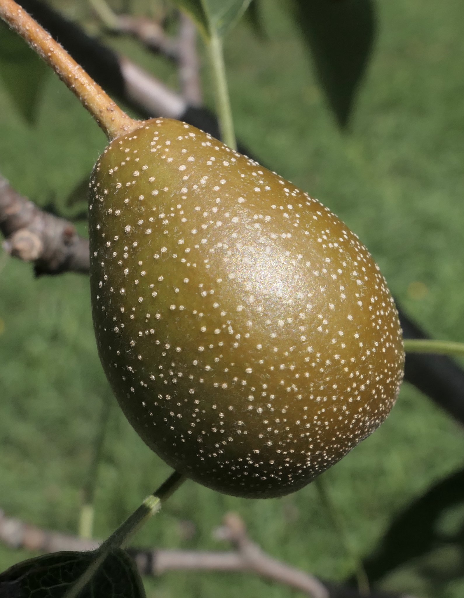 How the Pear Got Its Spots
