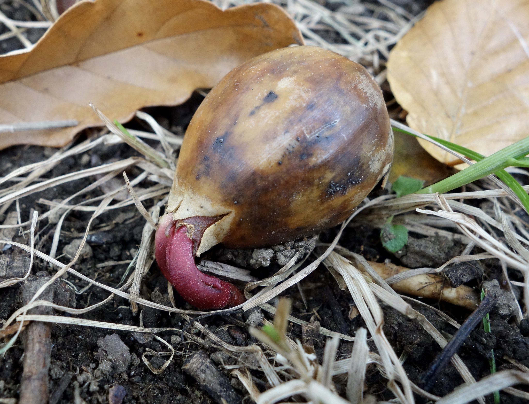 Why Do White Oak Species Germinate in Fall?