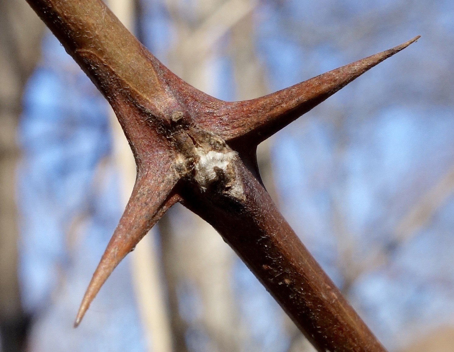 Armed and Dangerous Plants in the Arnold Arboretum (Part 3)