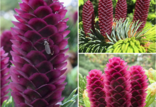 Spring Cone Colors at Peak - Arnold Arboretum | Arnold Arboretum