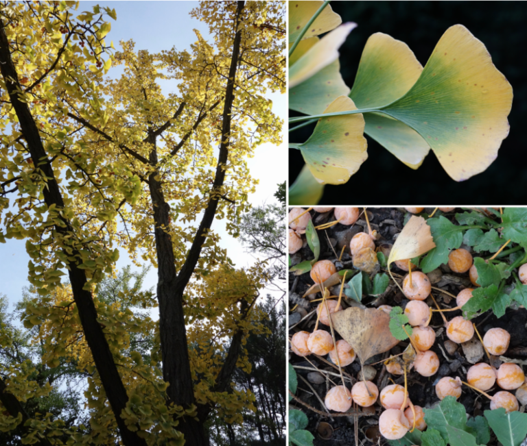 Stop and Smell the Ginkgo Seeds Arnold Arboretum Arnold Arboretum