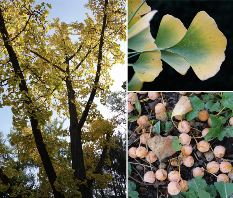 Ginkgo (male) (Ginkgo biloba) - Heritage Fruit Trees