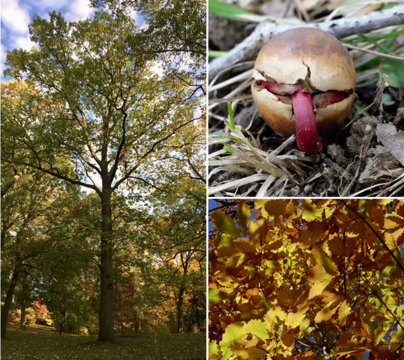 white oak and its acorn by Ned Friedman