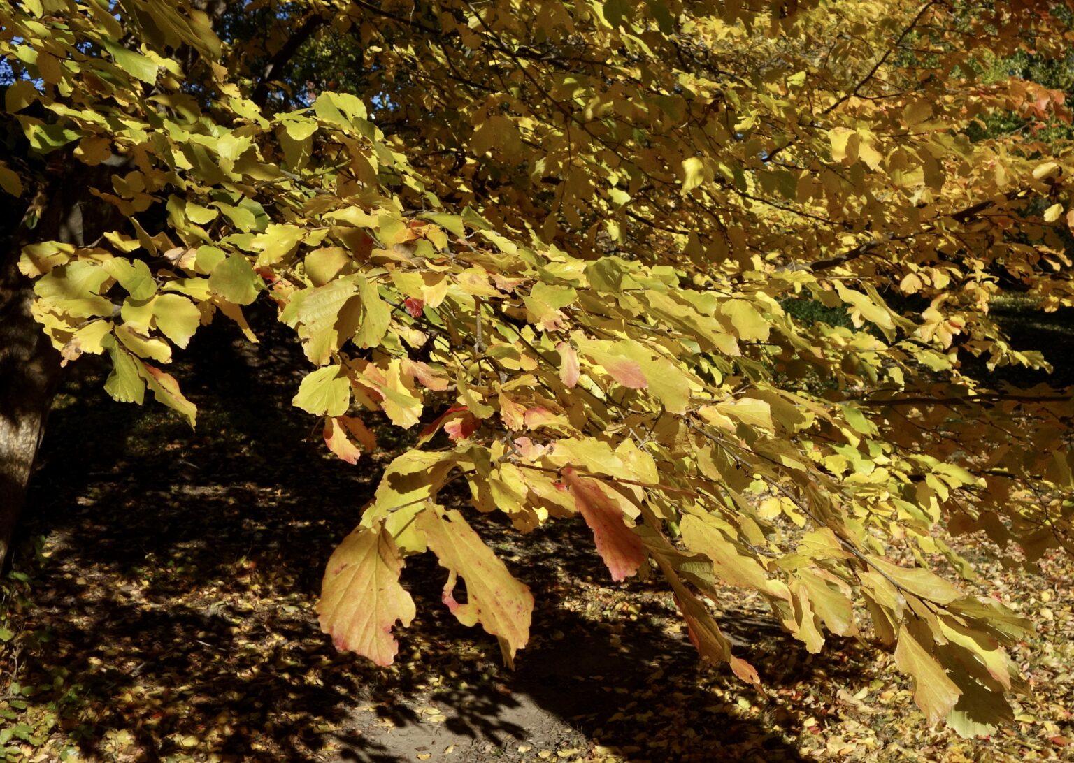 persian-ironwood-arnold-arboretum