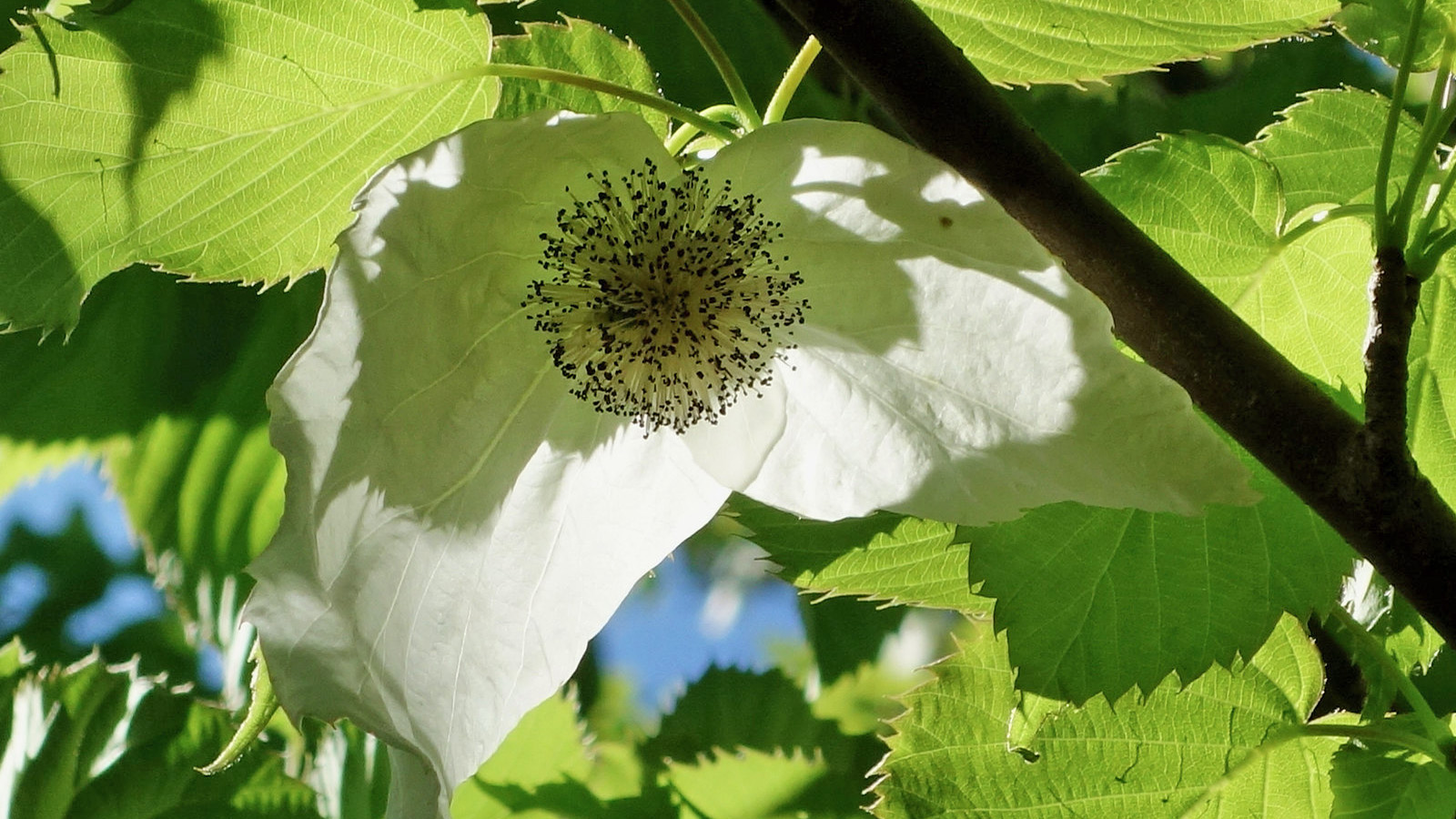 A close-up of a white dove tree flower with a dark center, surrounded by green leaves and sunlight filtering through the foliage.