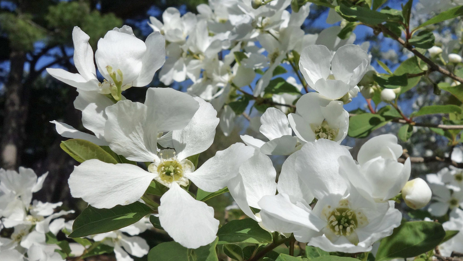 Close-up of delicate white flowers with green centers blooming on a bush, surrounded by green leaves and branches, with a blurred blue sky and trees in the background.