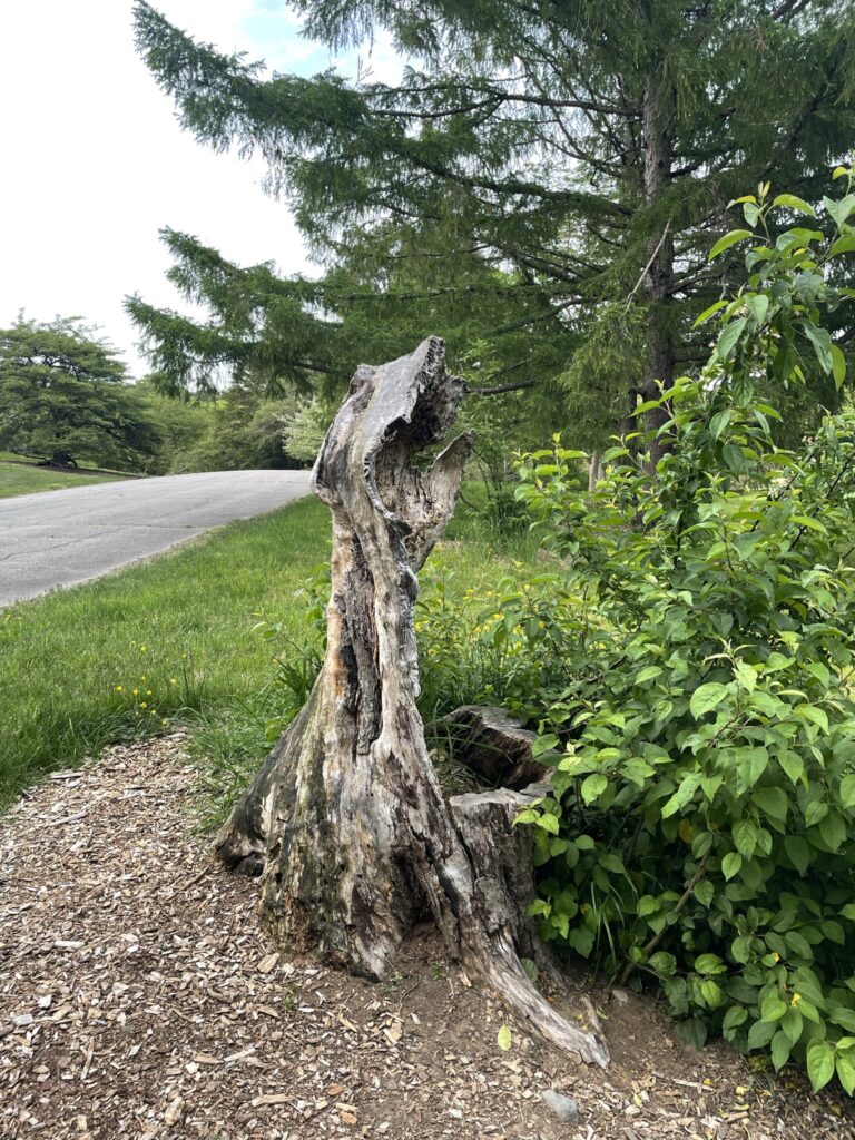 Tree stump with grass and flowers around it