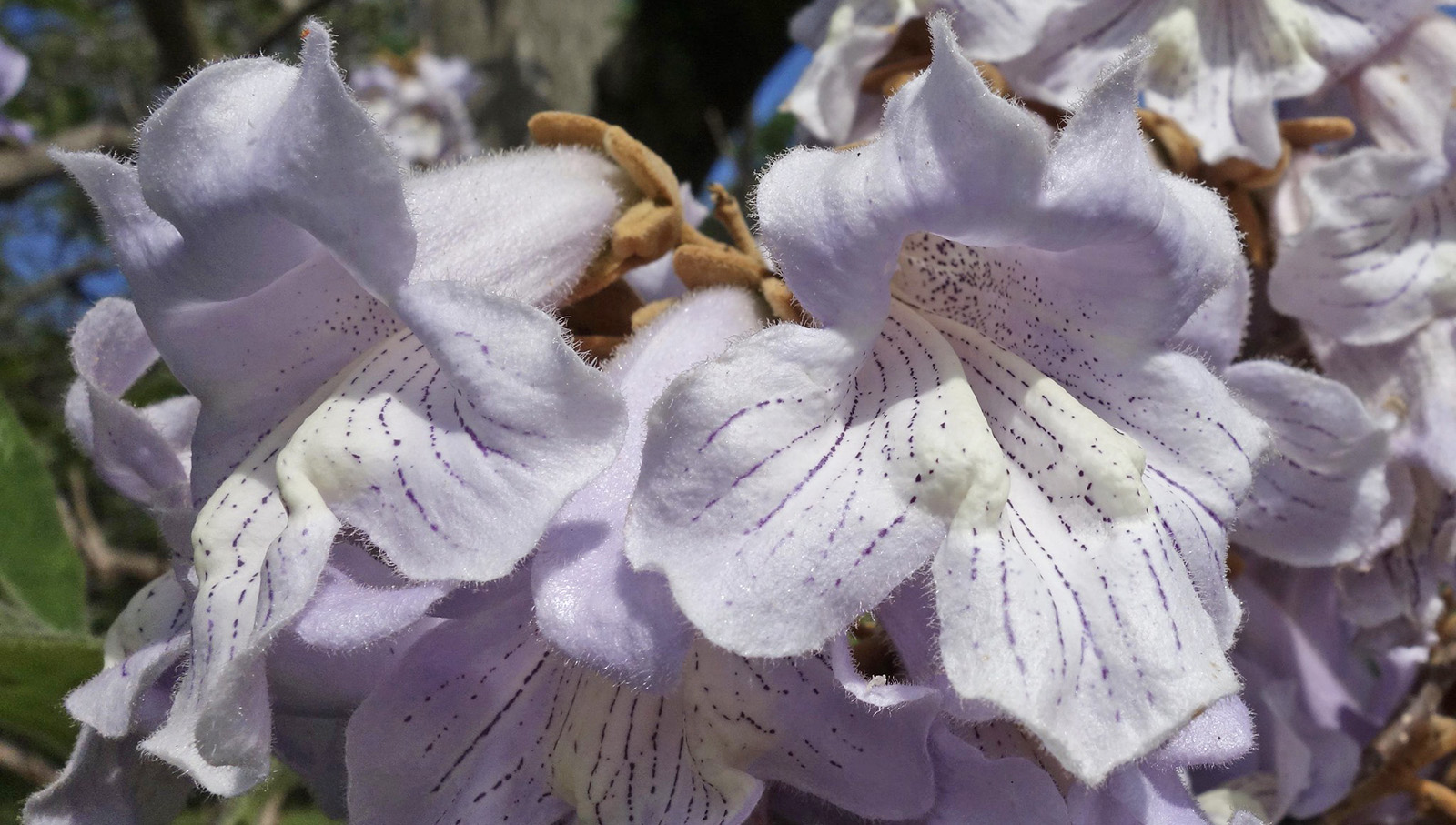 Close-up of pale purple flowers with delicate, ruffled petals and subtle purple veins, blooming in clusters under sunlight. Green foliage and a hint of blue sky are visible in the blurred background.