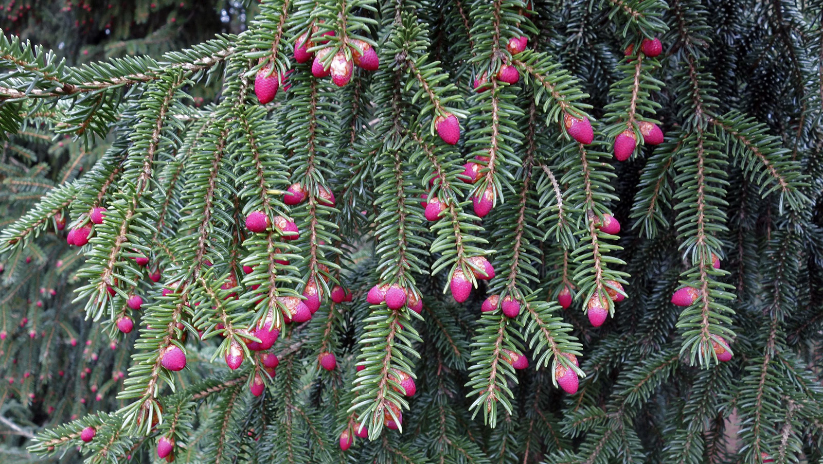 Evergreen tree branches with clusters of small, bright pink buds among green needle-like leaves, creating a vivid contrast against the dark foliage background.