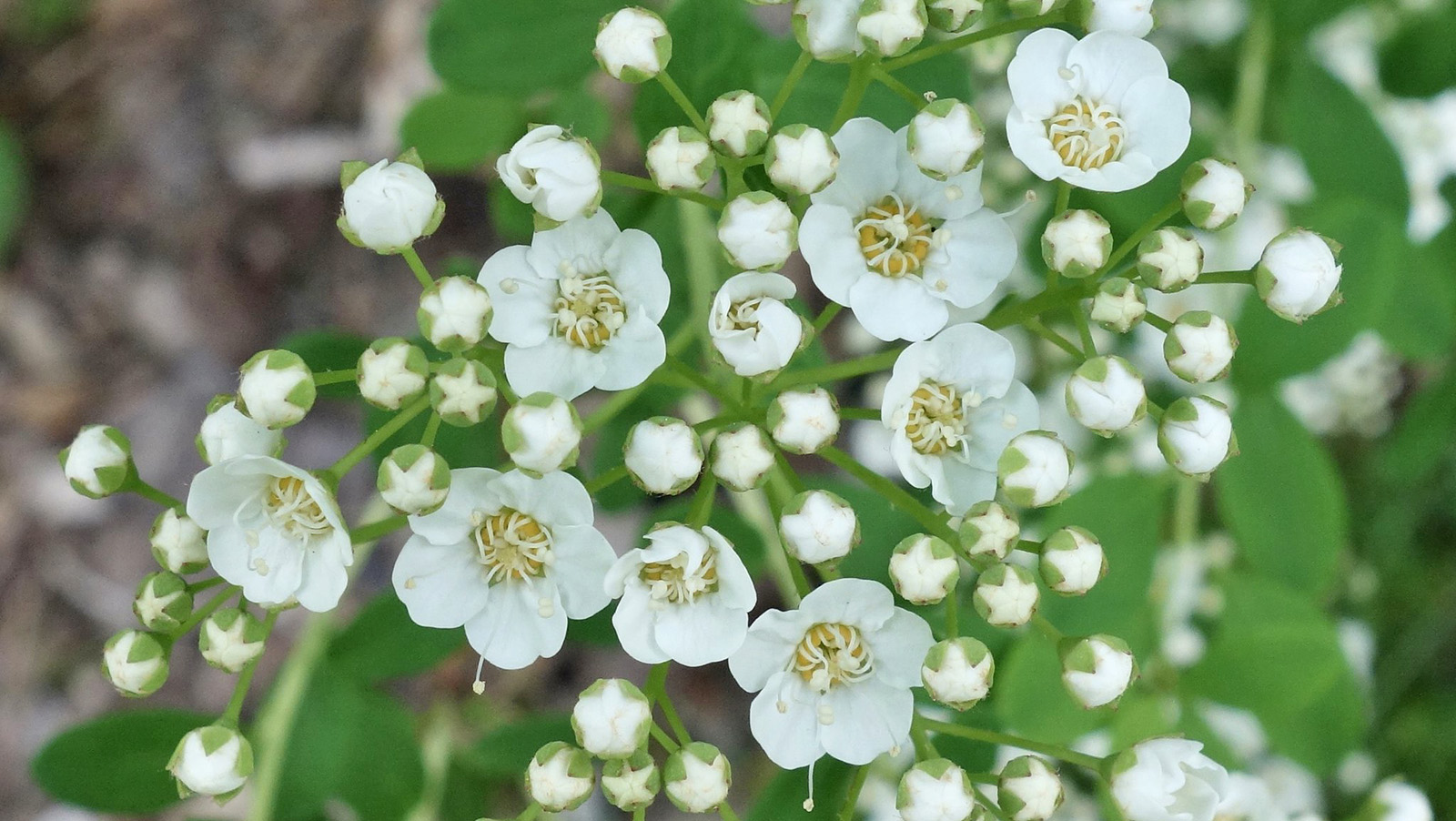 Close-up of small white flowers and unopened buds clustered on green stems, with green leaves and a blurred natural background.