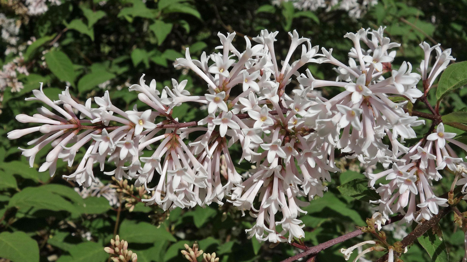 Cluster of pale pink, star-shaped flowers blooming on a branch with green leaves in the background, likely photographed in natural sunlight.