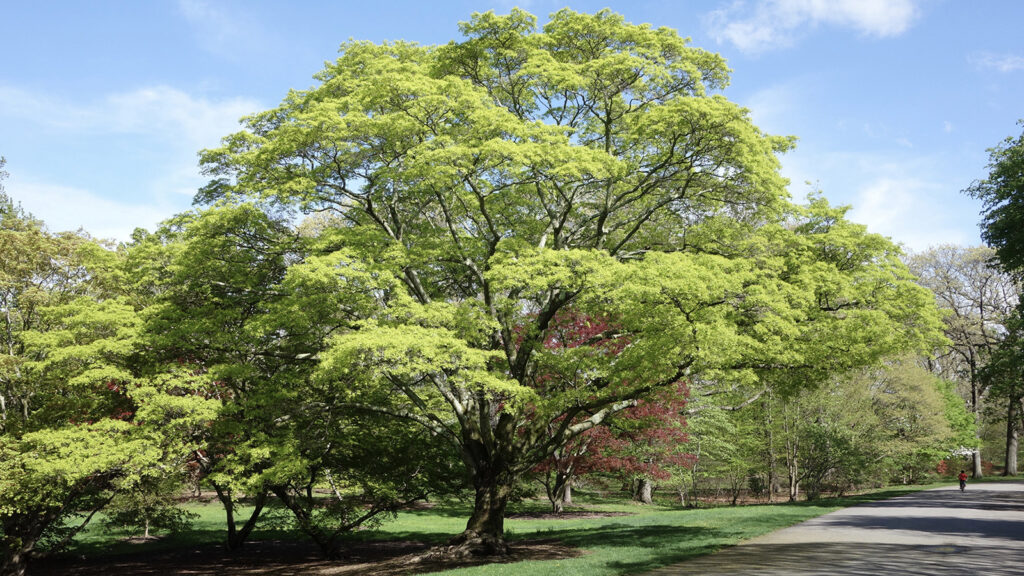 Acer mono