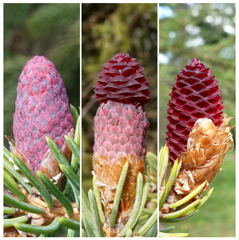 hermaphrodite conifer cones by Ned Friedman