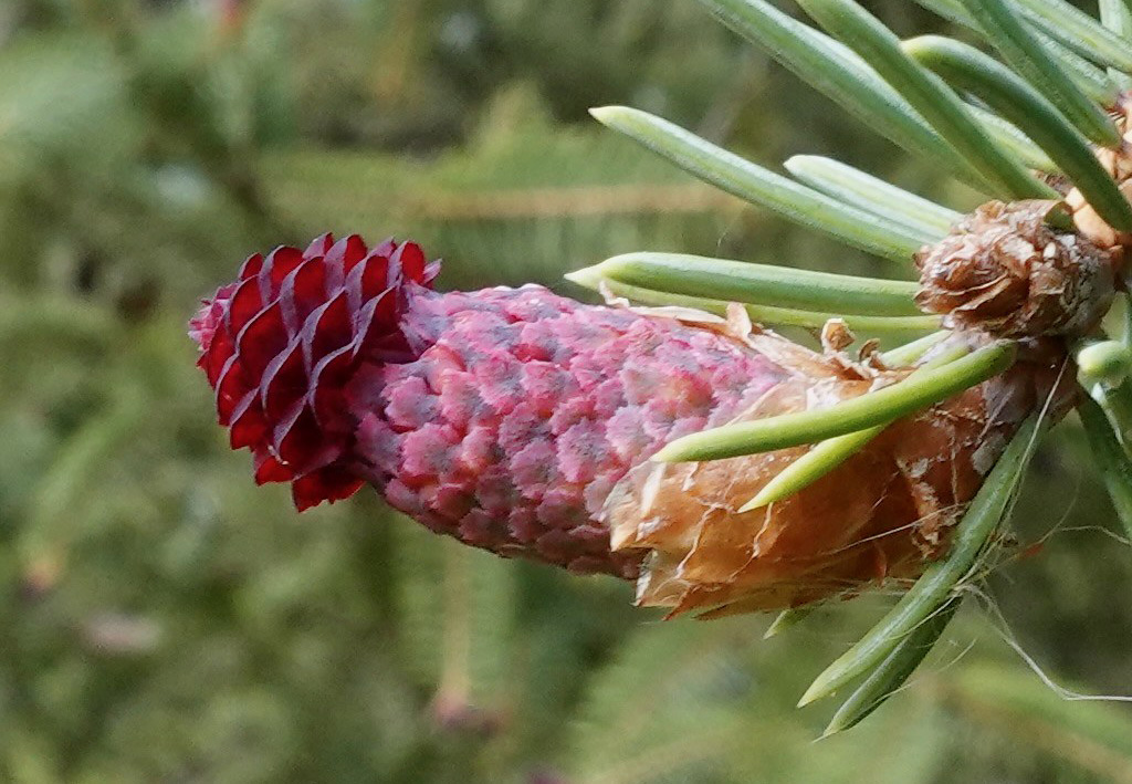 lijiang spruce hermaphrodite cone by Ned Friedman