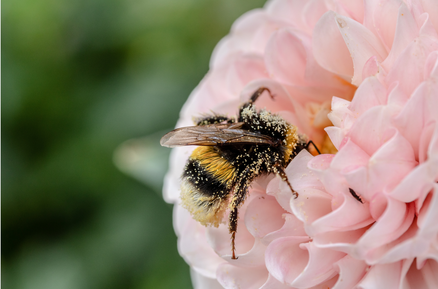 Want to Help Local Pollinators? 15 Tips