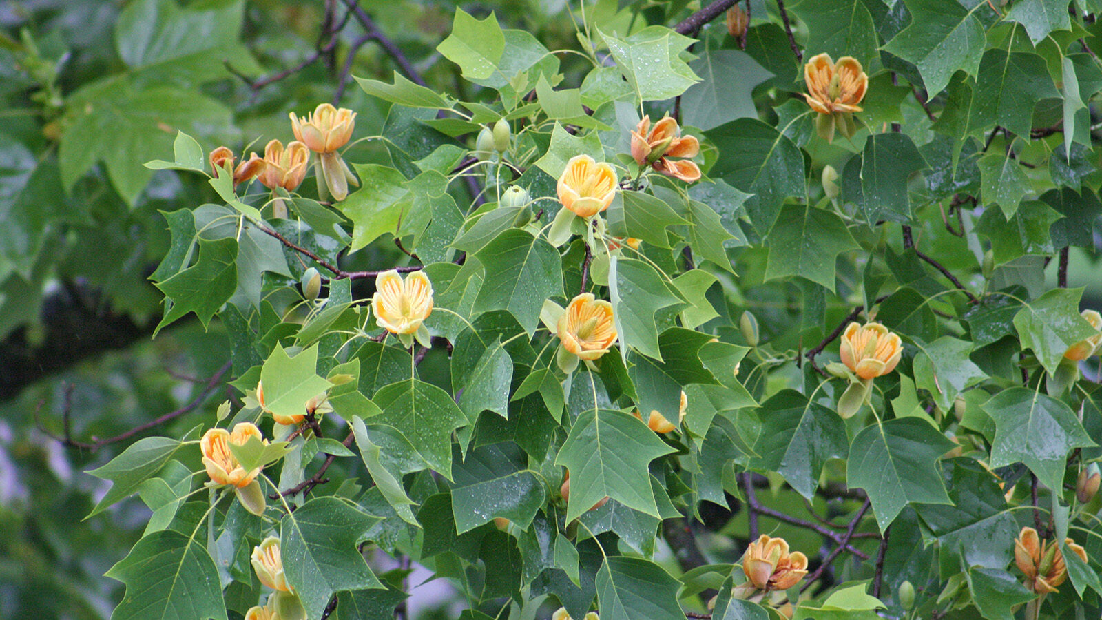 Liriodendron tulipifera x chinense 584-81-A by Jon Hetman