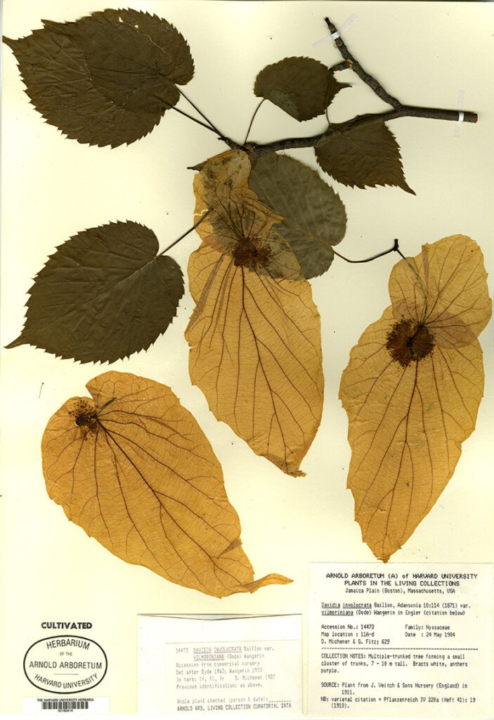 Cultivated Herbarium specimen of Davidia involucrata