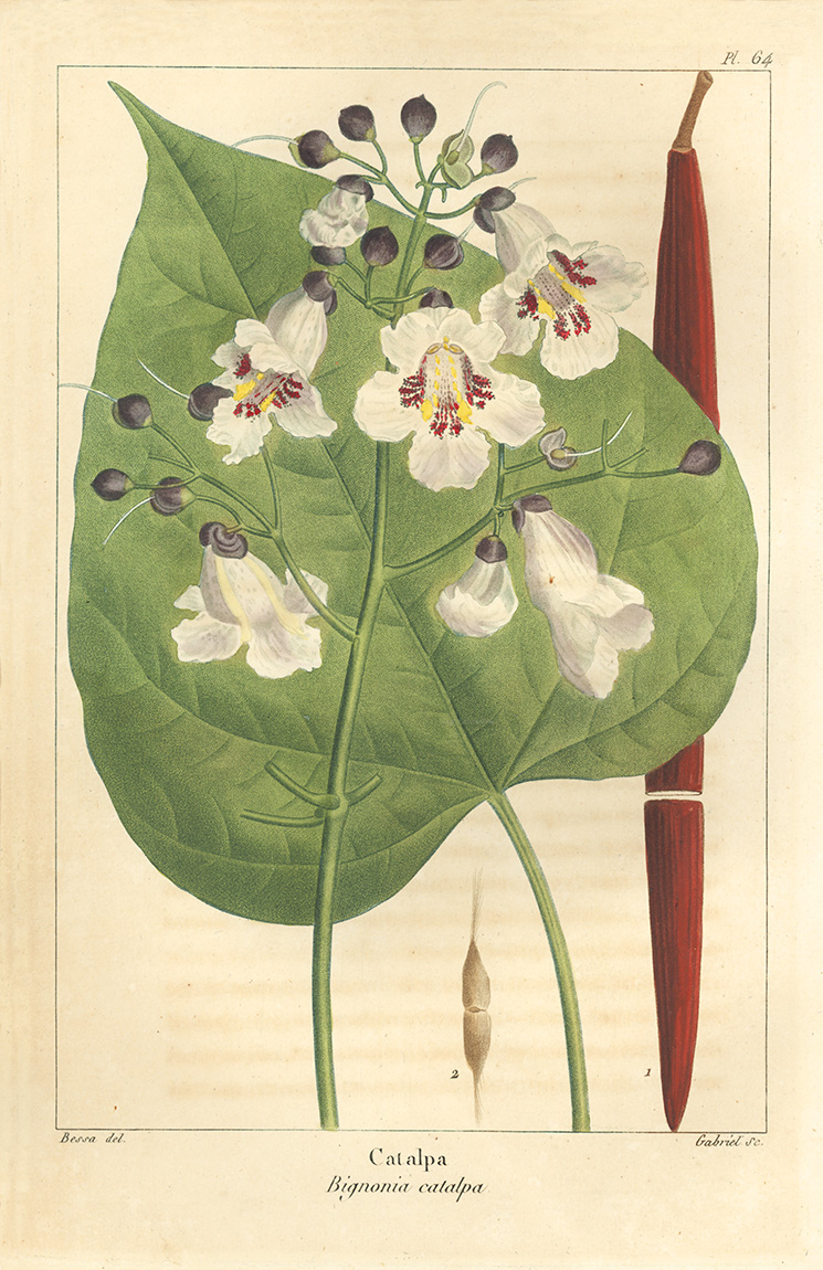 Botanical illustration of Catalpa bignonioides by Michaux