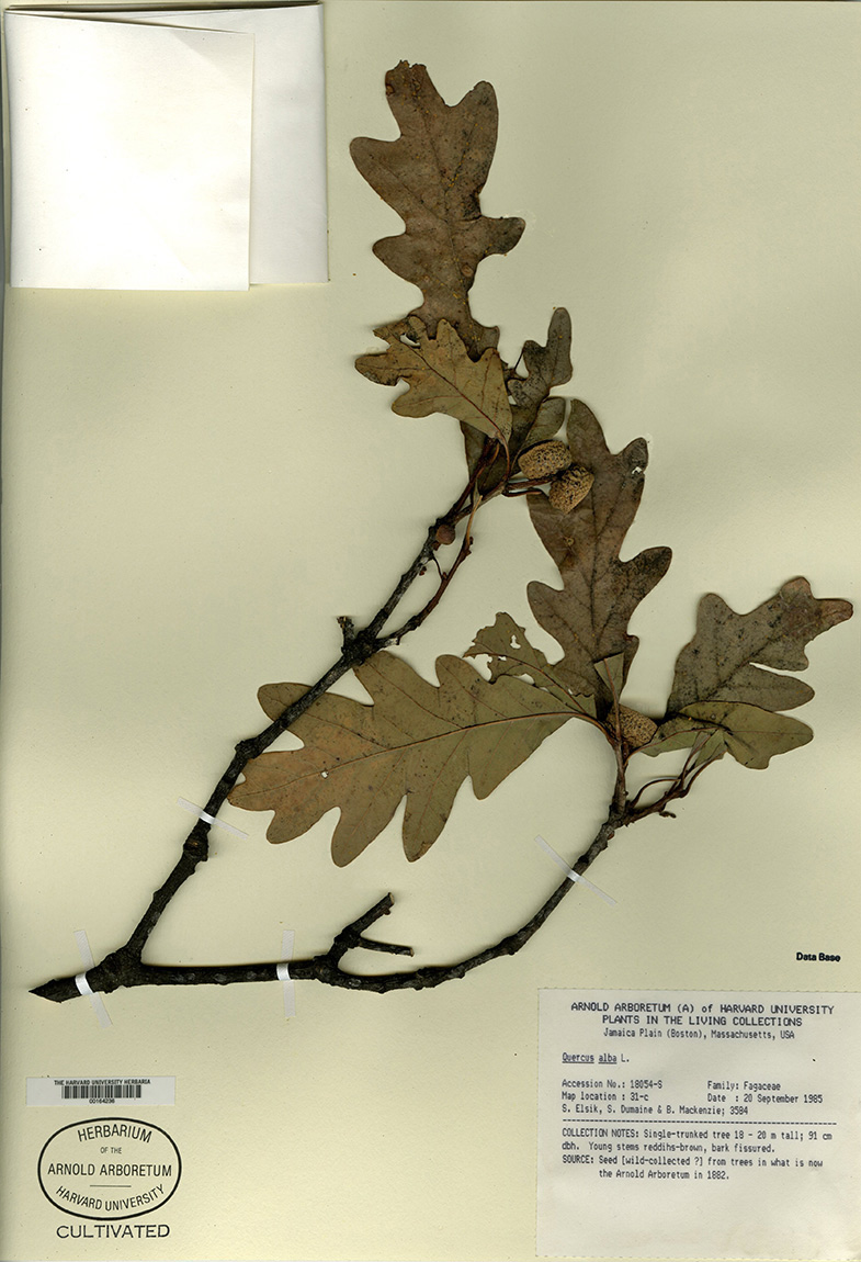 Voucher specimen of Quercus alba from the Herbarium of Cultivated Plants