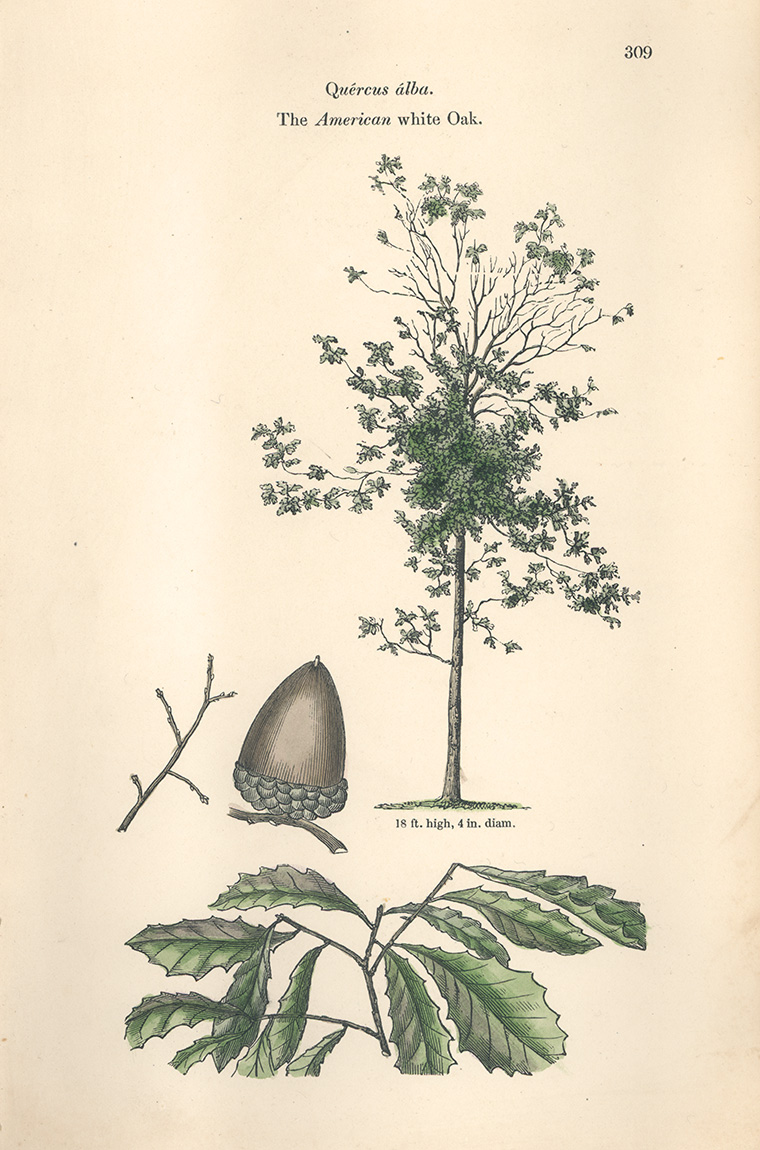 Botanical illustration of Quercus alba by Loudon