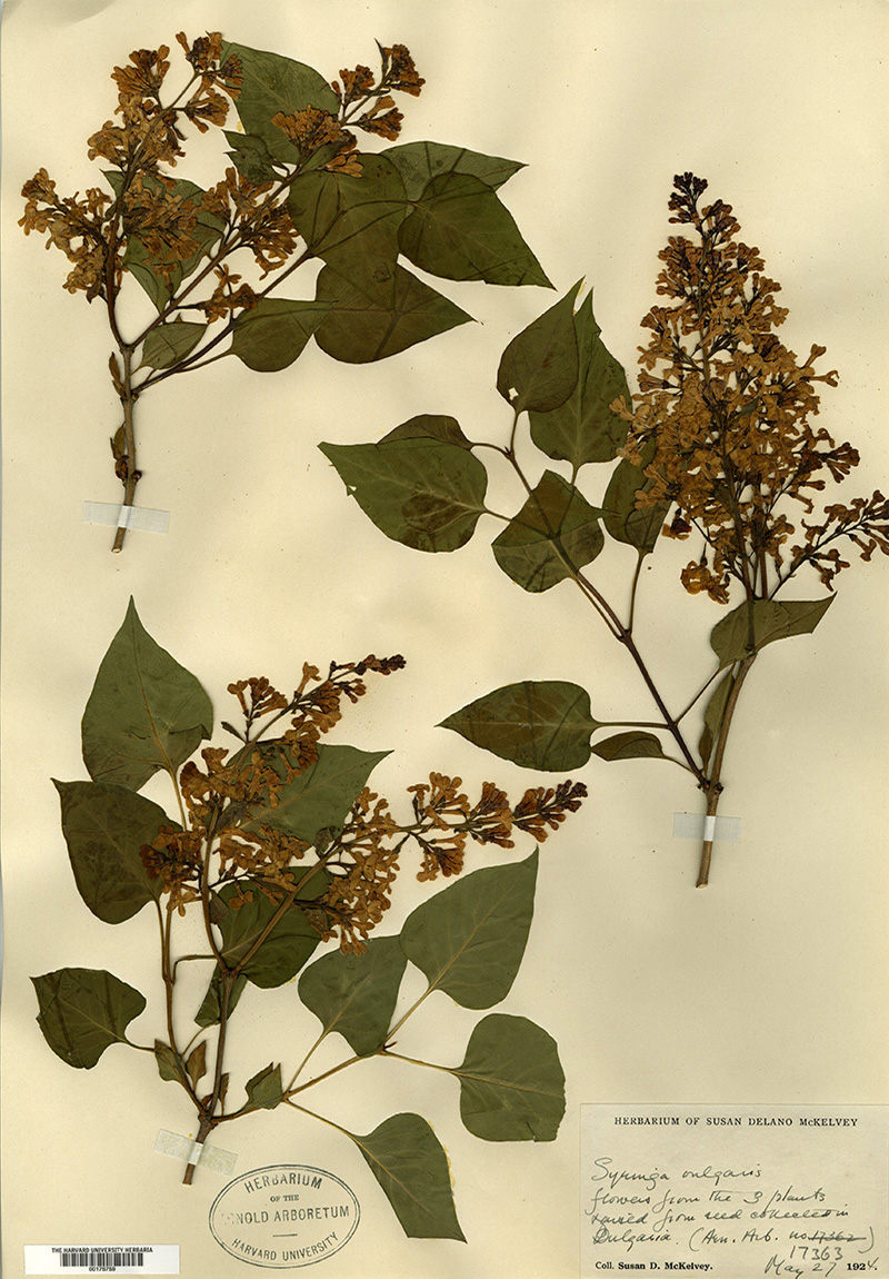 Syringa vulgaris herbarium specimen