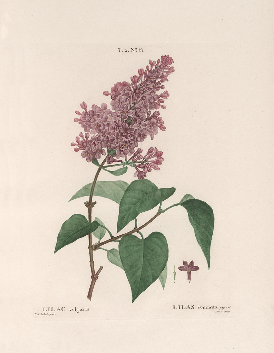 Botanical illustration of Syringa vulgaris