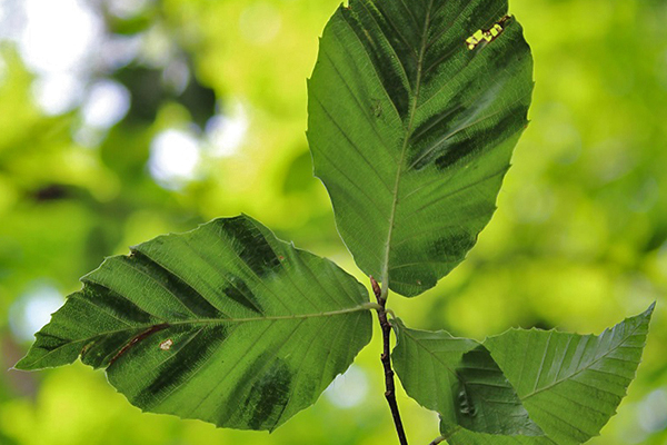 Remembering Stephen Spongberg - Arnold Arboretum