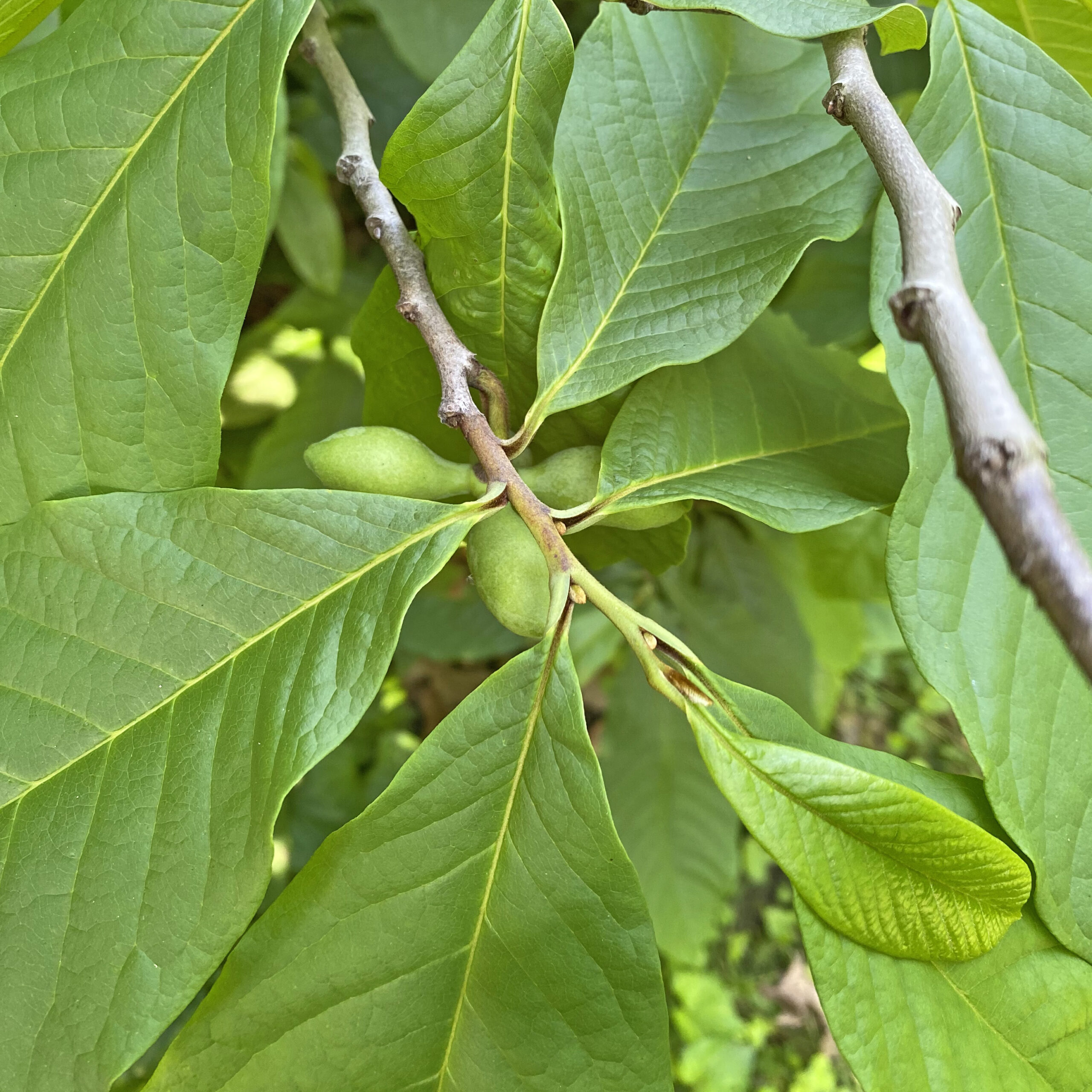 Developing fruits of paw paw