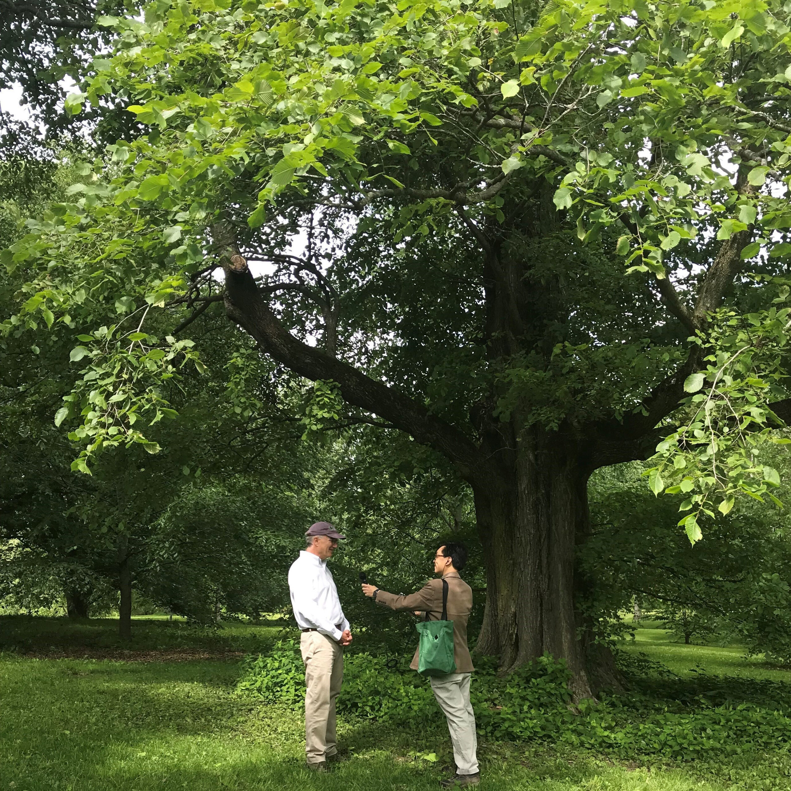 The Roots of Liberty? A MHS Mystery
