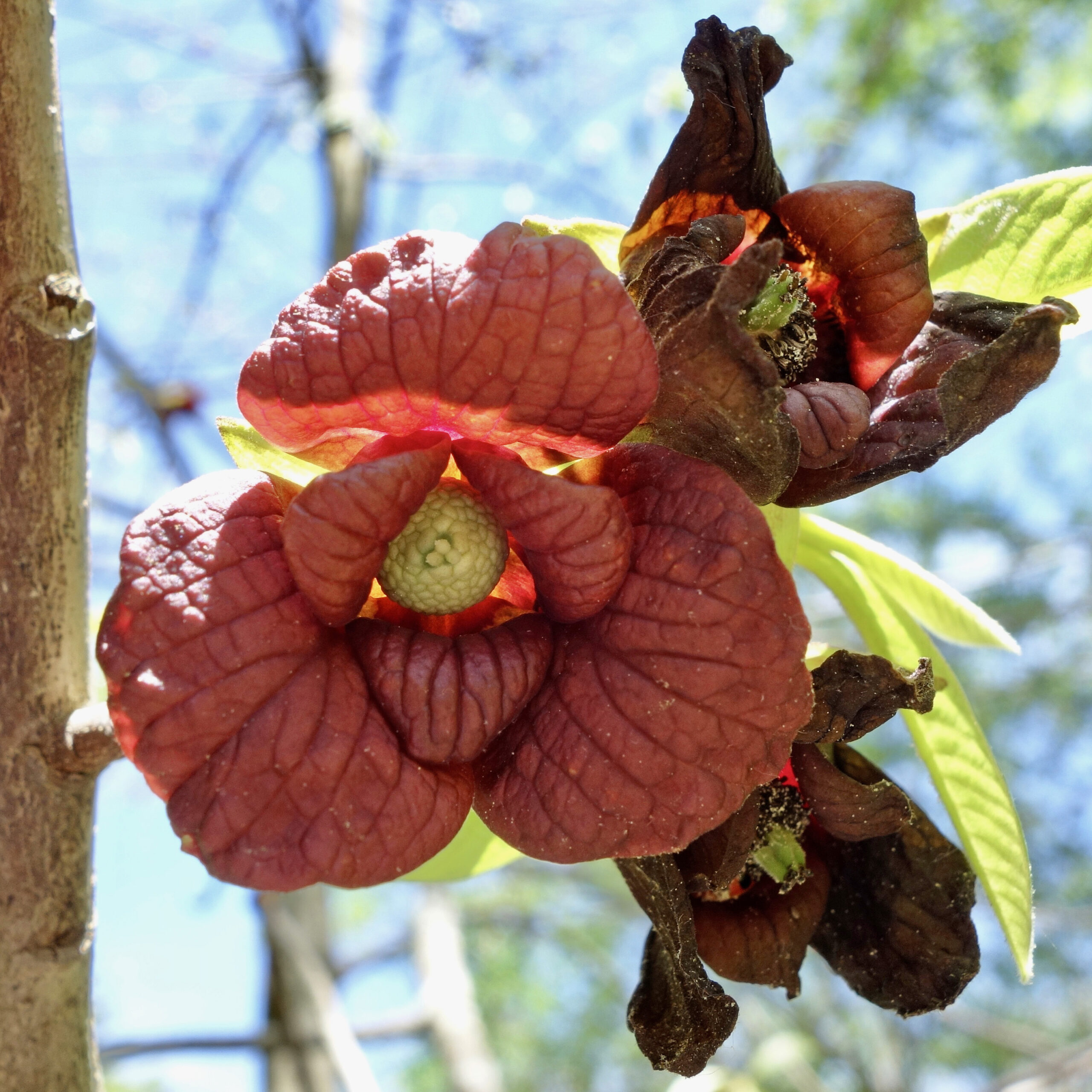 Flower of Asimina triloba, the paw paw