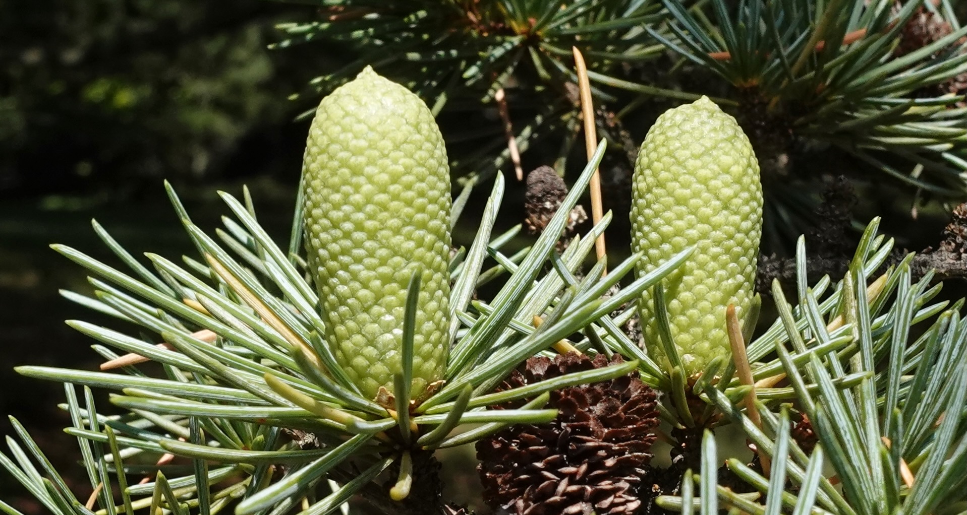 Two green cones on top of green needles