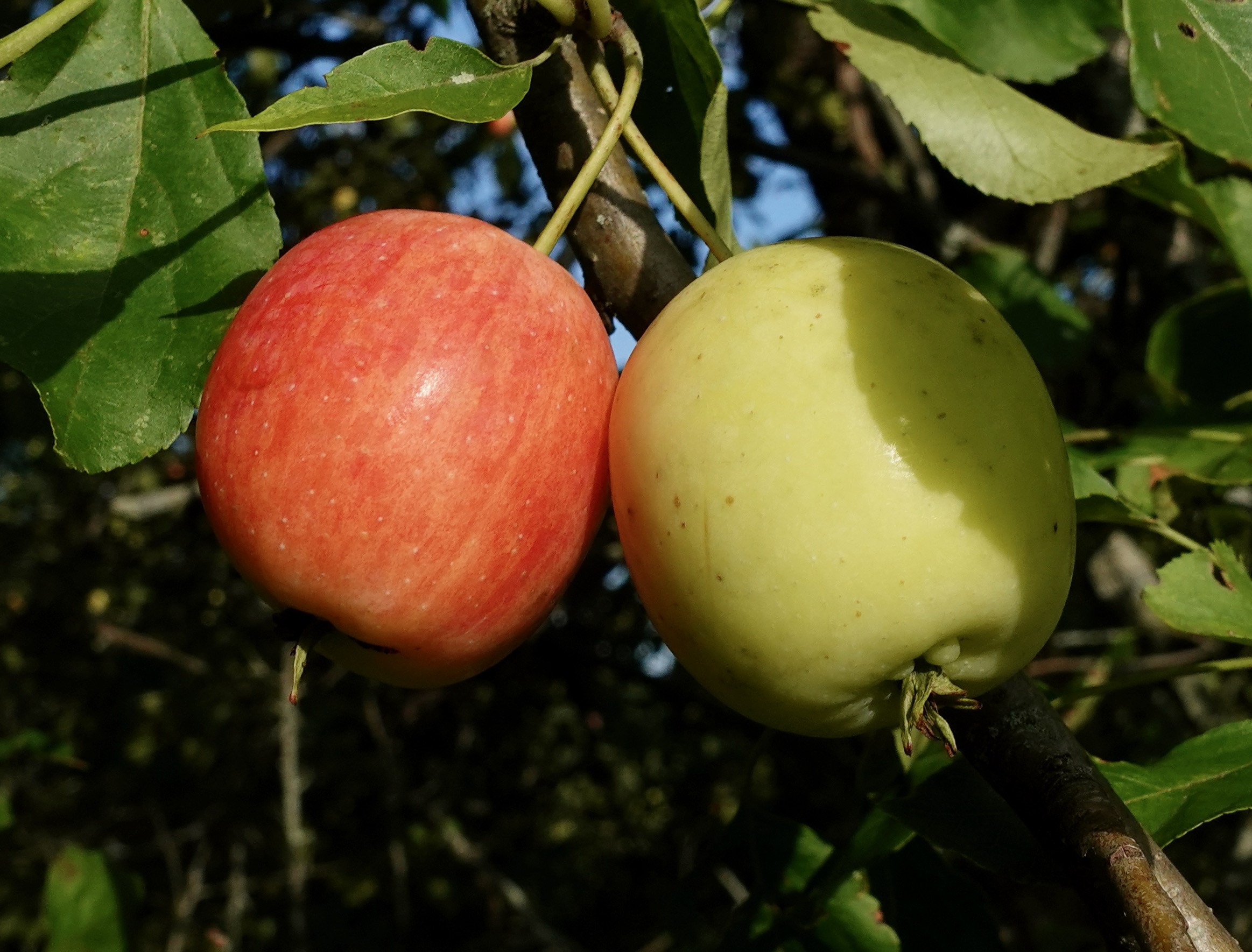 Red and green crabapples against green foliage