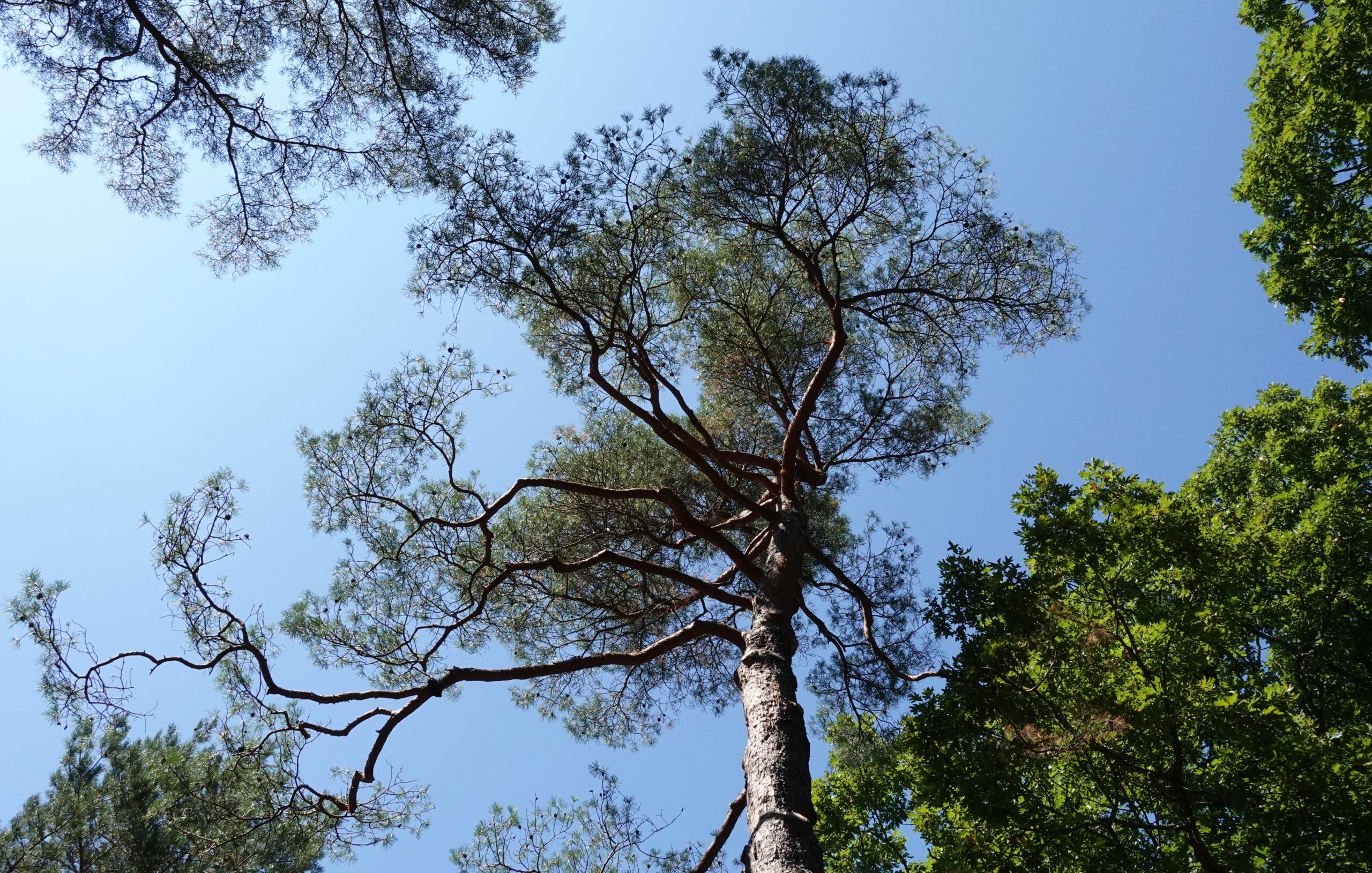 View of tall pine tree looking up against blue sky