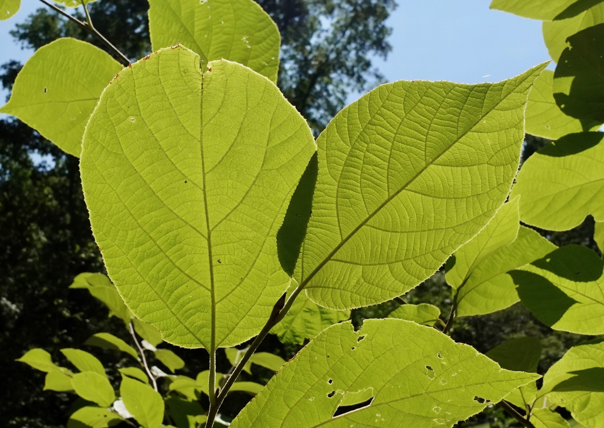 Green leaves against blue sky