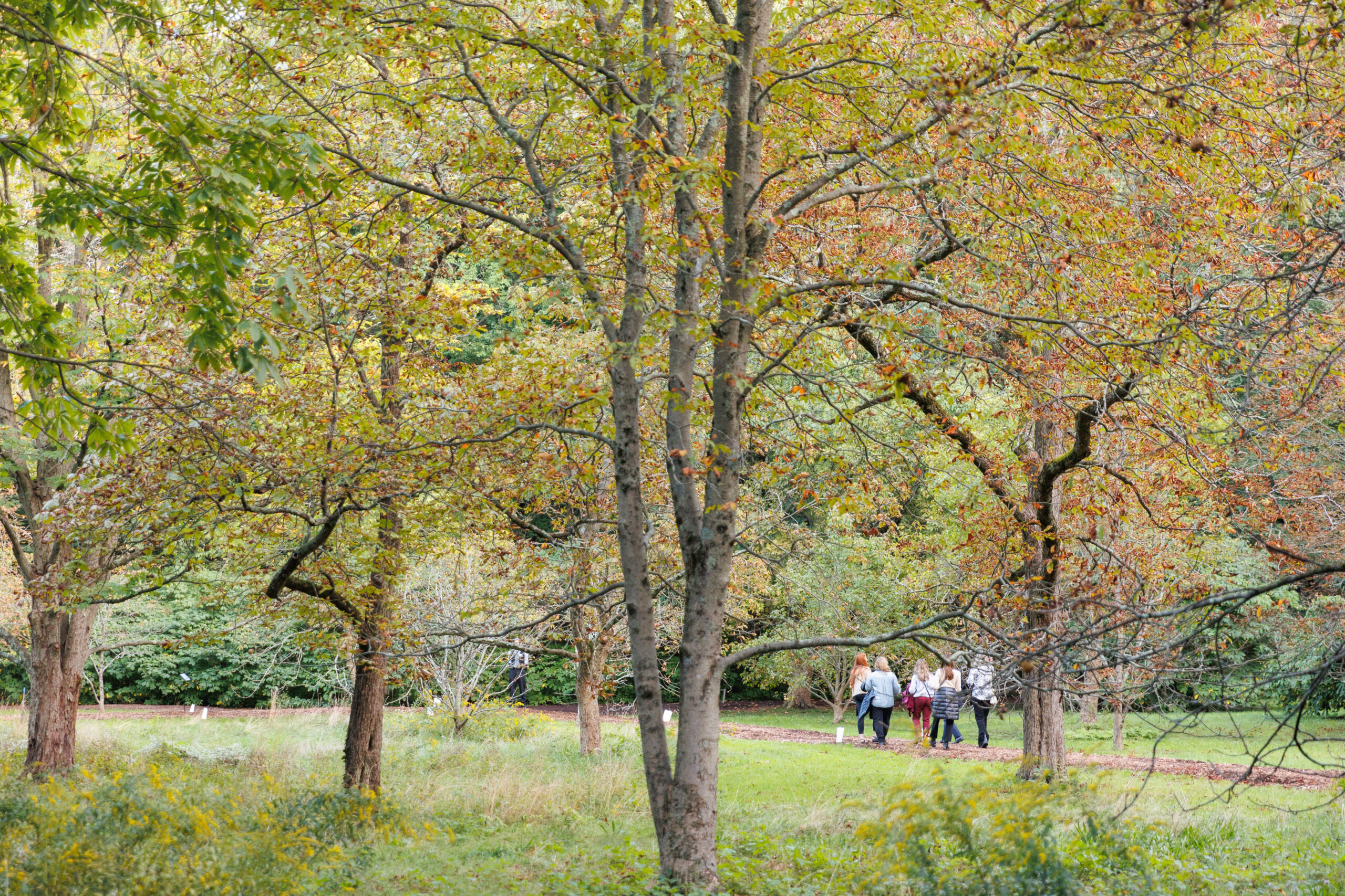 Guests walk along Linden Path at Magical Meanderings Autumn Dinner, September 19, 2023