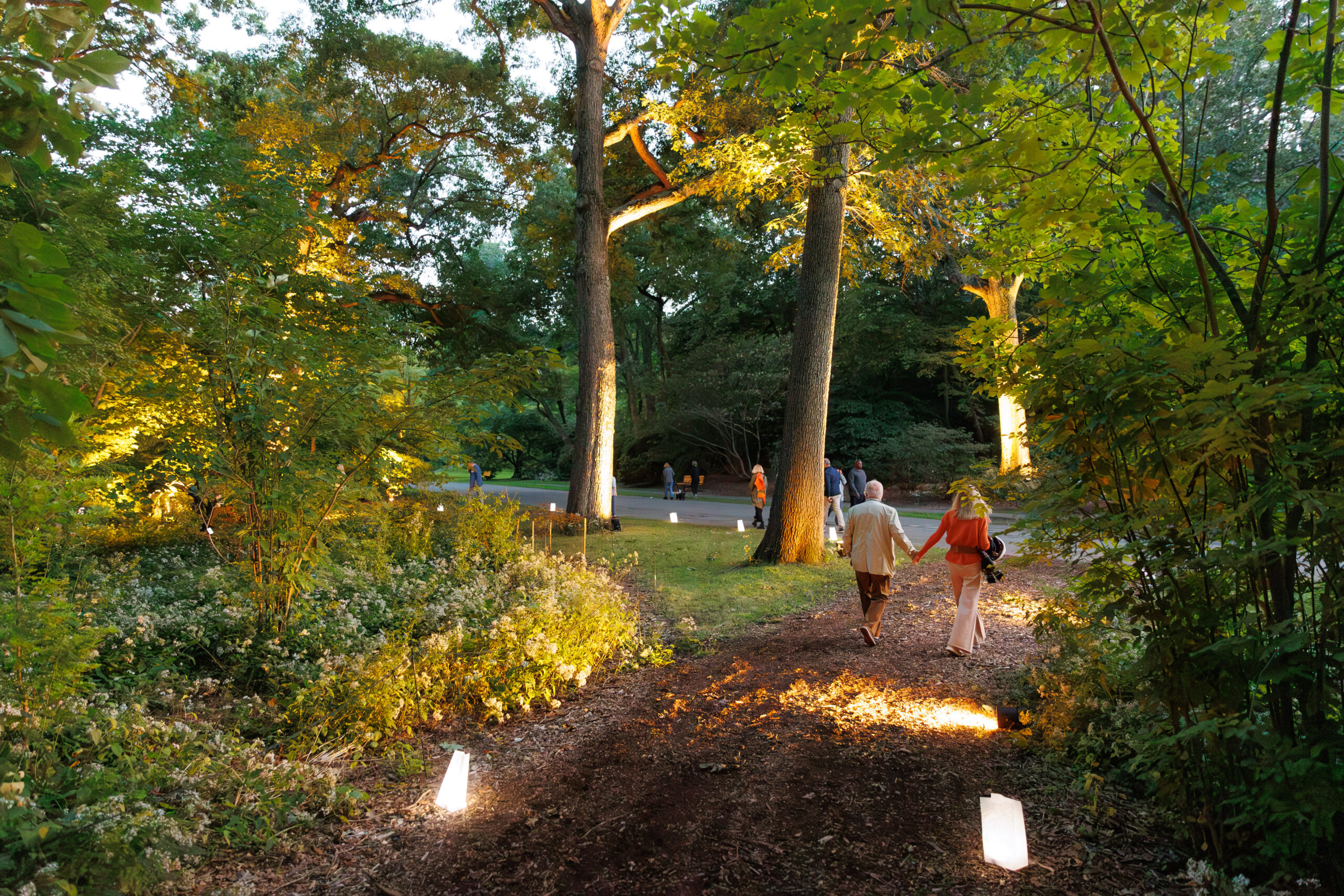 Guests walk along a path in the maple collection at Magical Meanderings Autumn Dinner, September 19, 2023