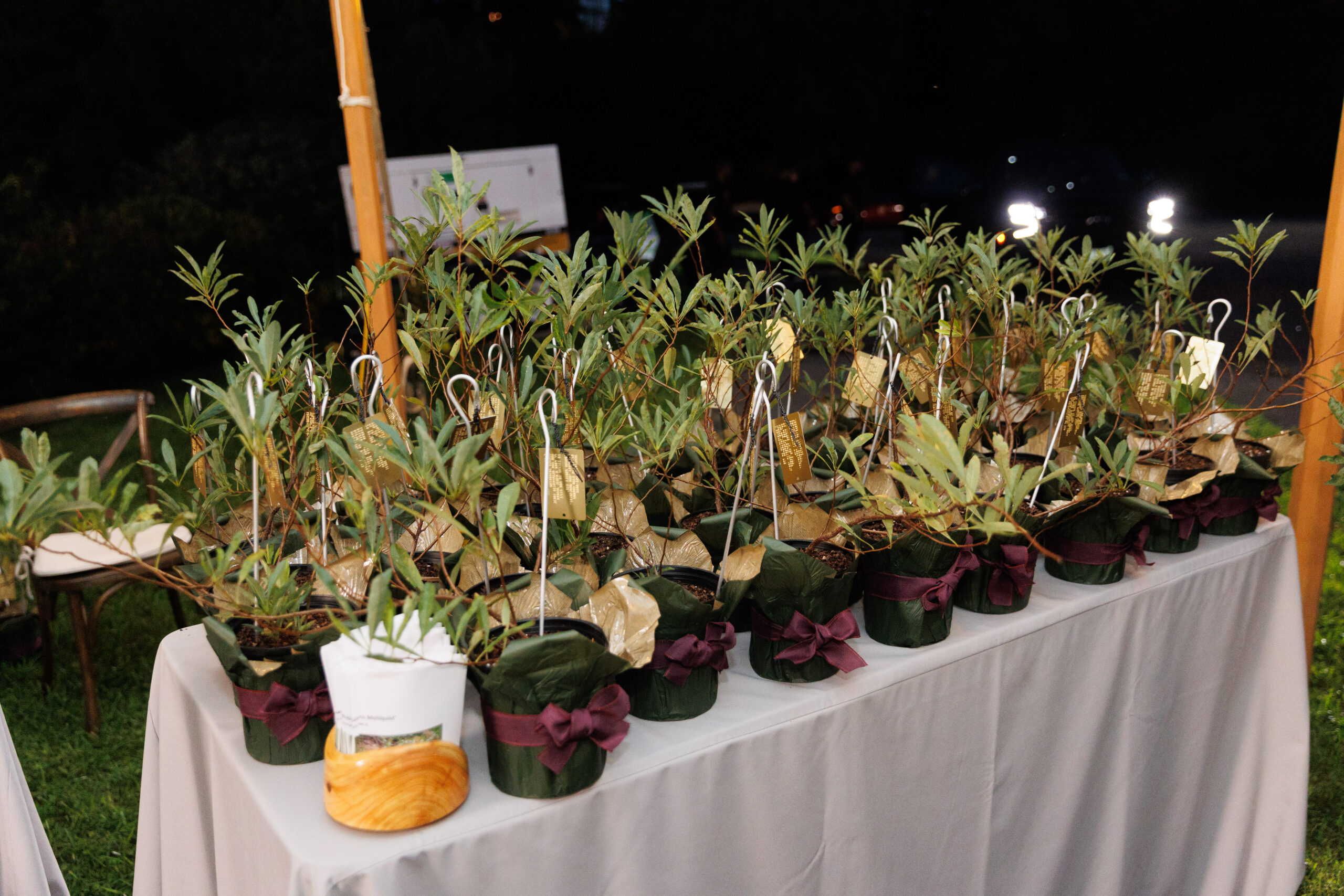 Take away gift plants at Magical Meanderings Autumn Dinner, September 19, 2023