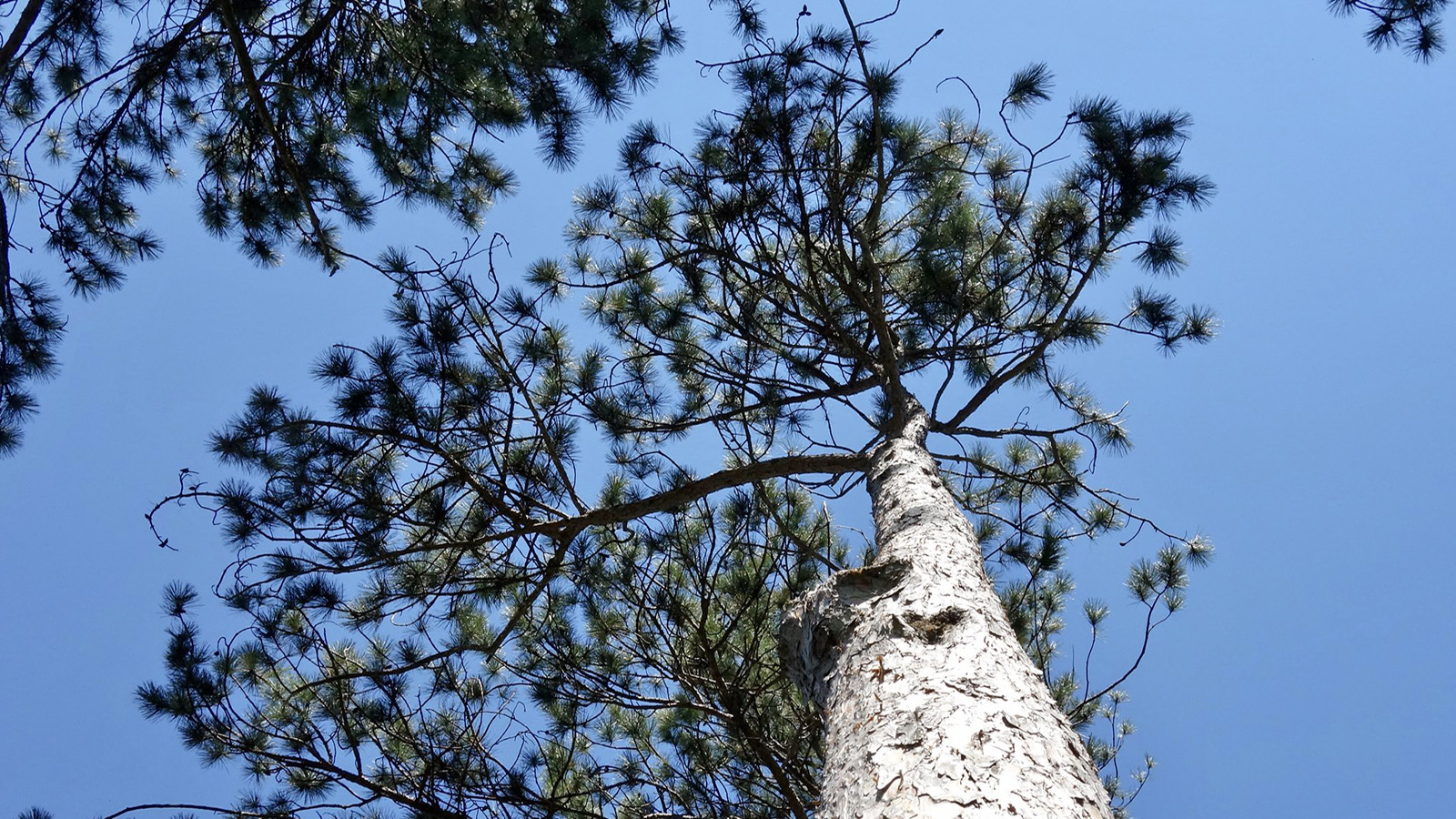 Tree Time