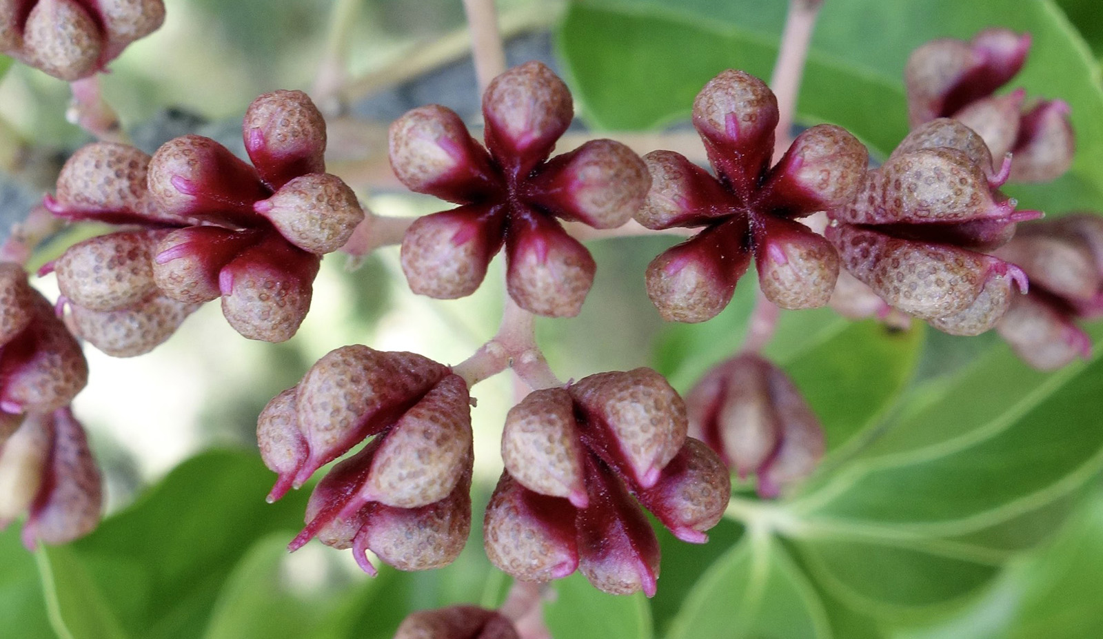 Pink five-lobed fruits against green leaves